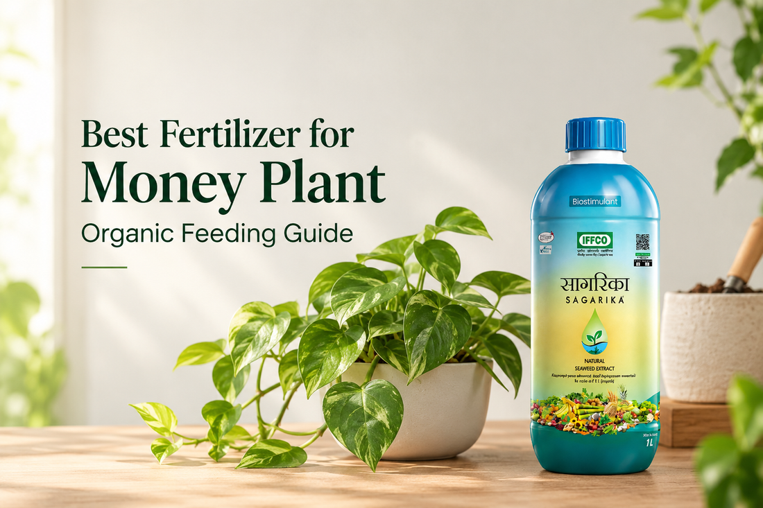 Best Fertilizer for Money Plant: Organic Feeding Guide