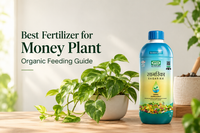 Best Fertilizer for Money Plant: Organic Feeding Guide